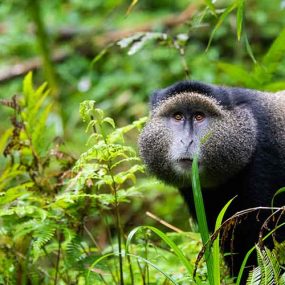 8 Days Rwanda Culture and Primate Safari, Tour Rwanda, visit Rwanda, Rwanda tour, Rwanda gorilla tours, Rwanda gorilla safaris, Gorilla trekking trips in Rwanda, Rwanda safaris