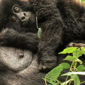 3 Days Rwanda Gorilla Trekking Safari, Tour Rwanda, visit Rwanda, Rwanda tour, Rwanda gorilla tours, Rwanda gorilla safaris, Gorilla trekking trips in Rwanda, Rwanda safaris