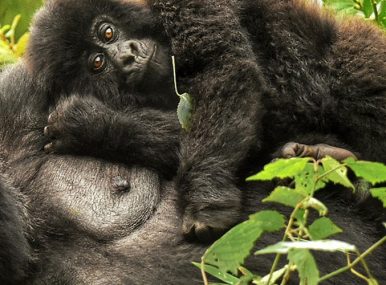 3 Days Rwanda Gorilla Trekking Safari, Tour Rwanda, visit Rwanda, Rwanda tour, Rwanda gorilla tours, Rwanda gorilla safaris, Gorilla trekking trips in Rwanda, Rwanda safaris