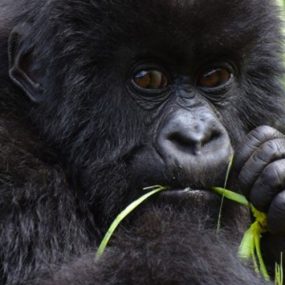 9 Days Best of Rwanda Safari and tour, Tour Rwanda, visit Rwanda, Rwanda tour, Rwanda gorilla tours, Rwanda gorilla safaris, Gorilla trekking trips in Rwanda, Rwanda safaris