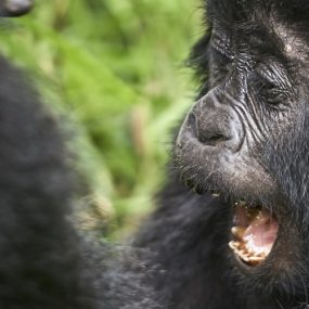 Tour Rwanda, visit Rwanda, Rwanda tour, Rwanda gorilla tours, Rwanda gorilla safaris, Gorilla trekking trips in Rwanda, Rwanda safaris