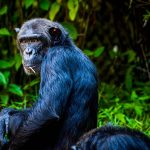 Chimpanzee tracking in Rwanda