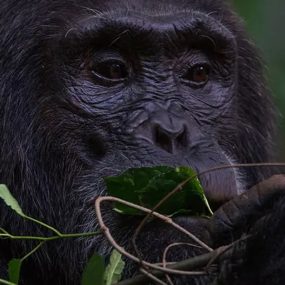 6 Days Uganda adventure holiday and Gorilla safari, Tour Rwanda, visit Rwanda, Rwanda tour, Rwanda gorilla tours, Rwanda gorilla safaris, Gorilla trekking trips in Rwanda, Rwanda safaris