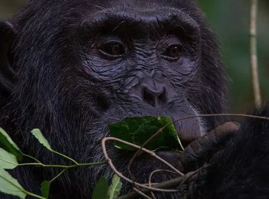 6 Days Uganda adventure holiday and Gorilla safari, Tour Rwanda, visit Rwanda, Rwanda tour, Rwanda gorilla tours, Rwanda gorilla safaris, Gorilla trekking trips in Rwanda, Rwanda safaris