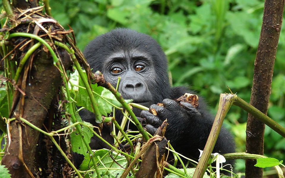 Gorilla trekking in Rwanda, Activities In Volcanoes National Park