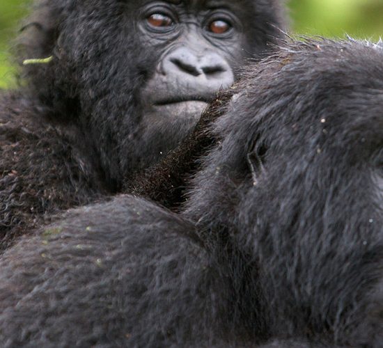 7 Days Uganda gorilla trekking and Wildlife Safari, Tour Rwanda, visit Rwanda, Rwanda tour, Rwanda gorilla tours, Rwanda gorilla safaris, Gorilla trekking trips in Rwanda, Rwanda safaris
