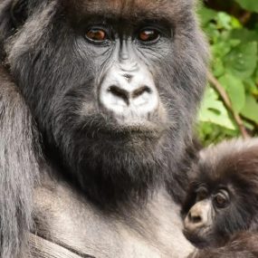 3 Days Rwanda Gorilla Trek And Dian Fossey Hike