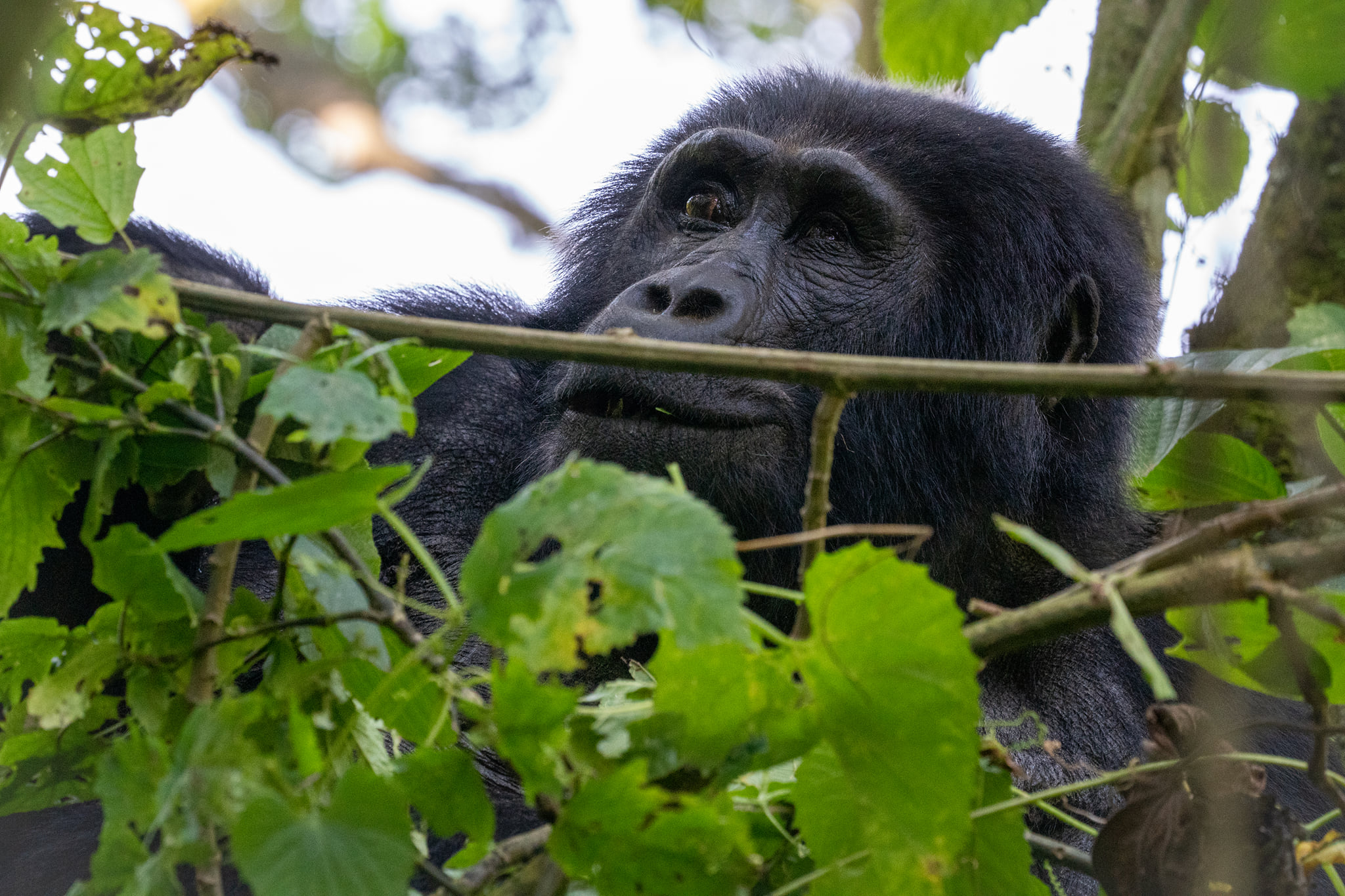 A guide to see mountain gorillas in Rwanda