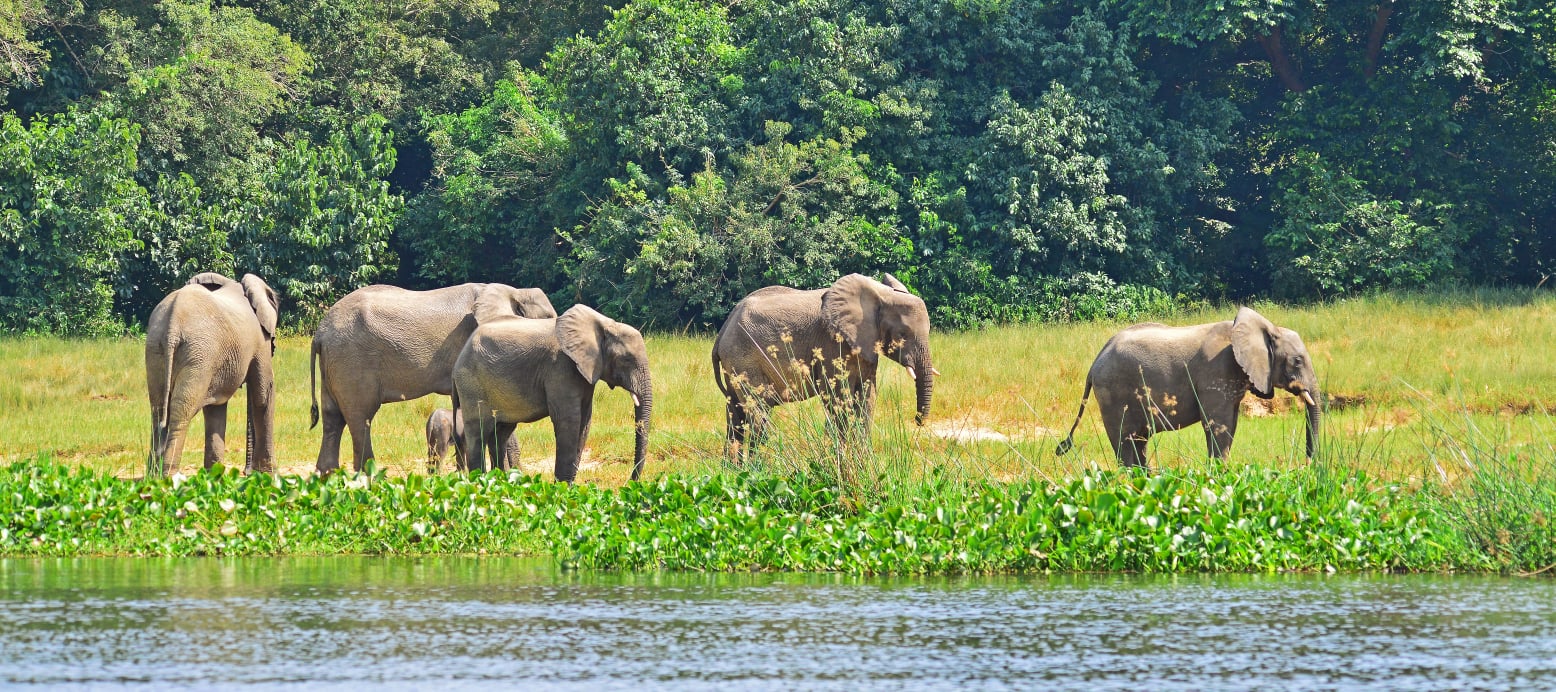 Attractions in Akagera national park