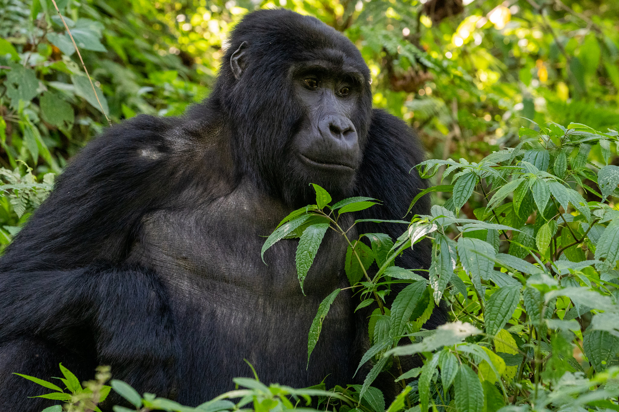 Bwenge gorilla family