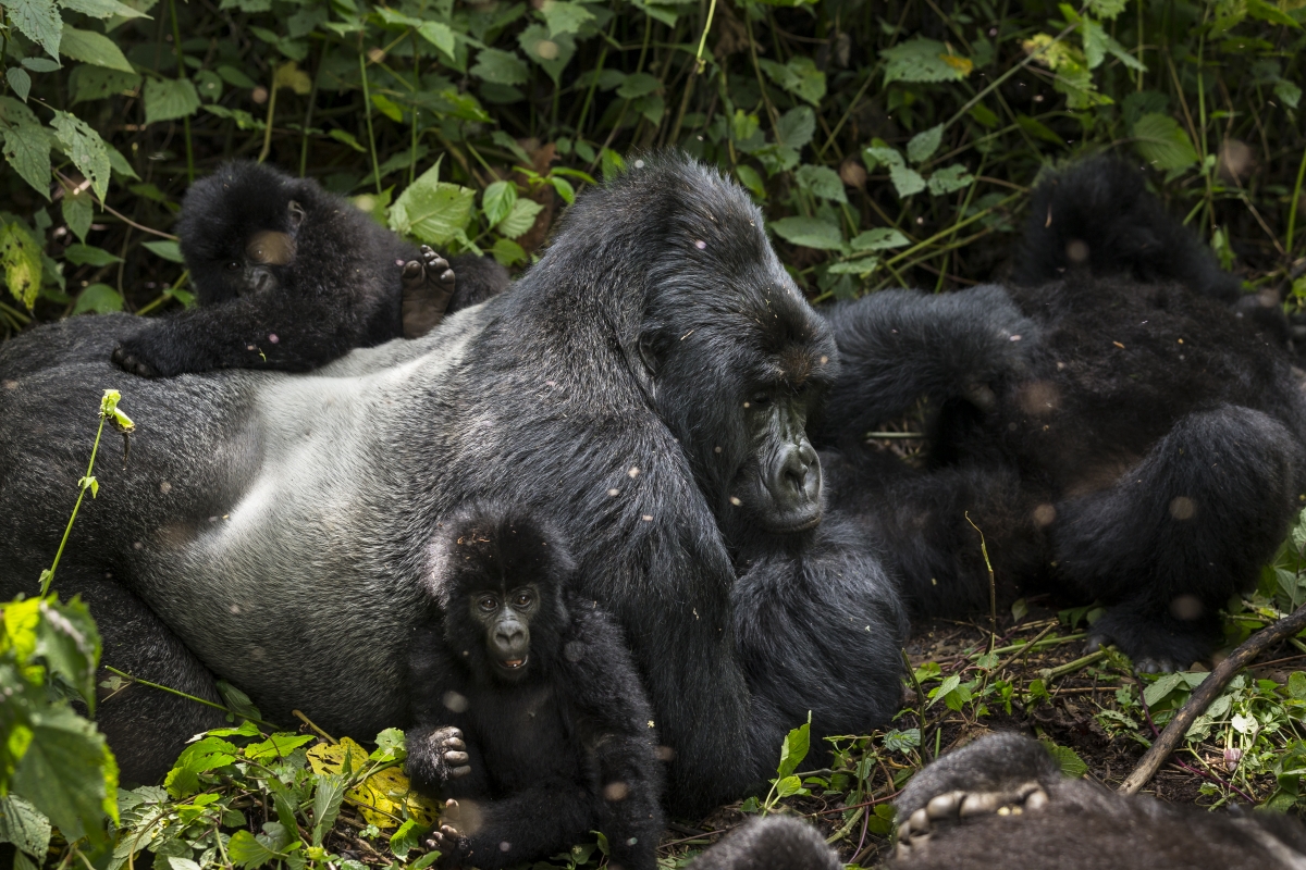 How much are gorilla trekking permits for Susa gorilla family?