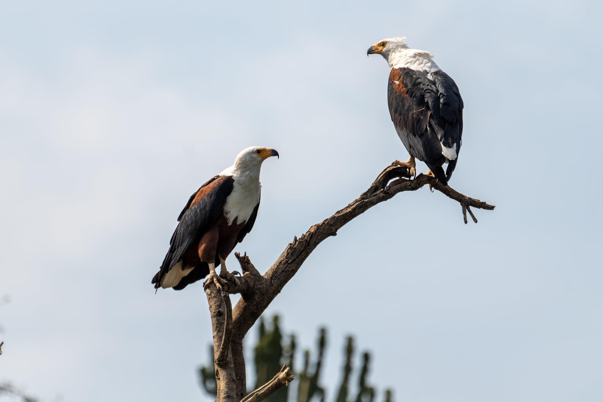 List of birds in Akagera national park