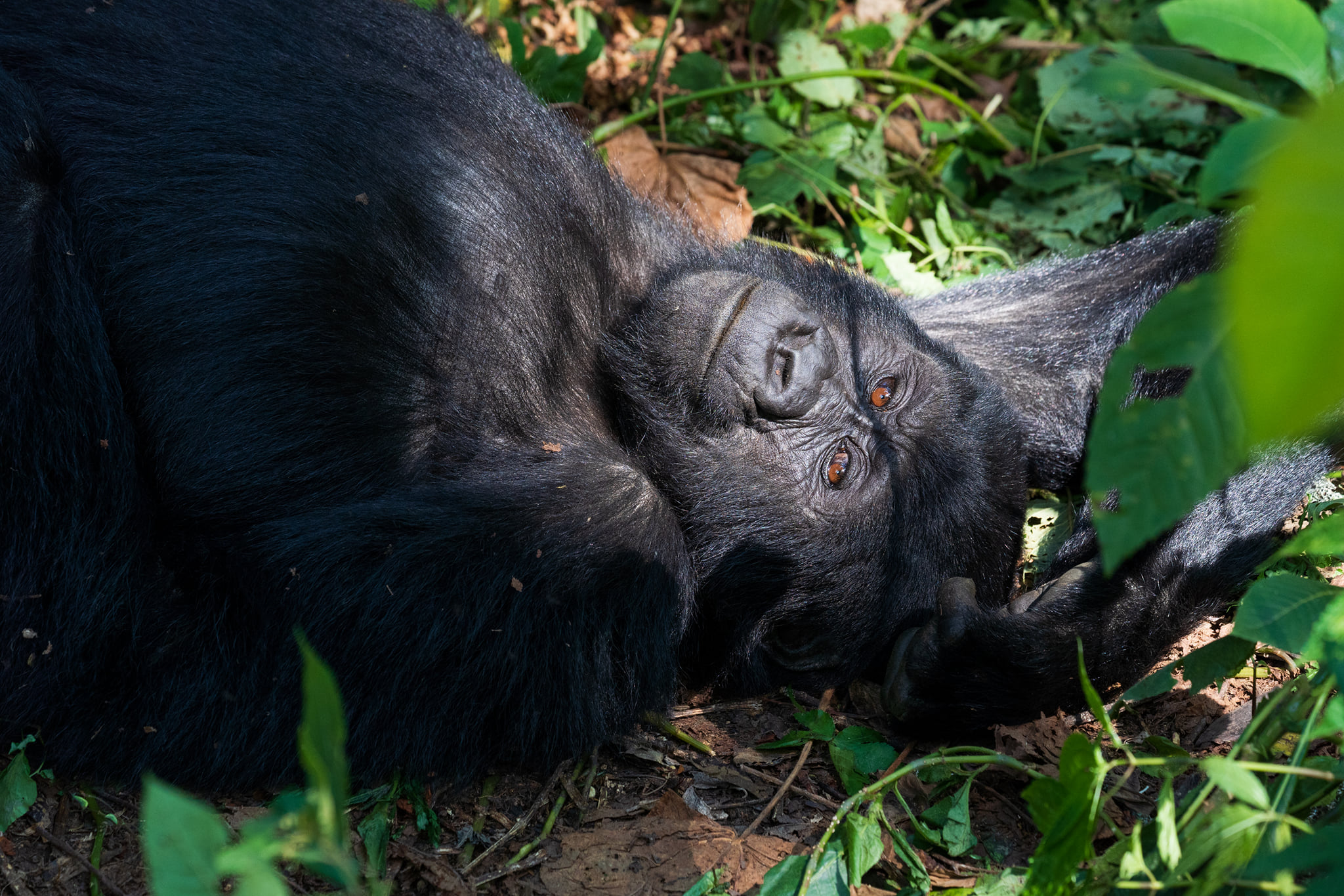 Reasons you need to trek mountain gorillas in volcanoes national park