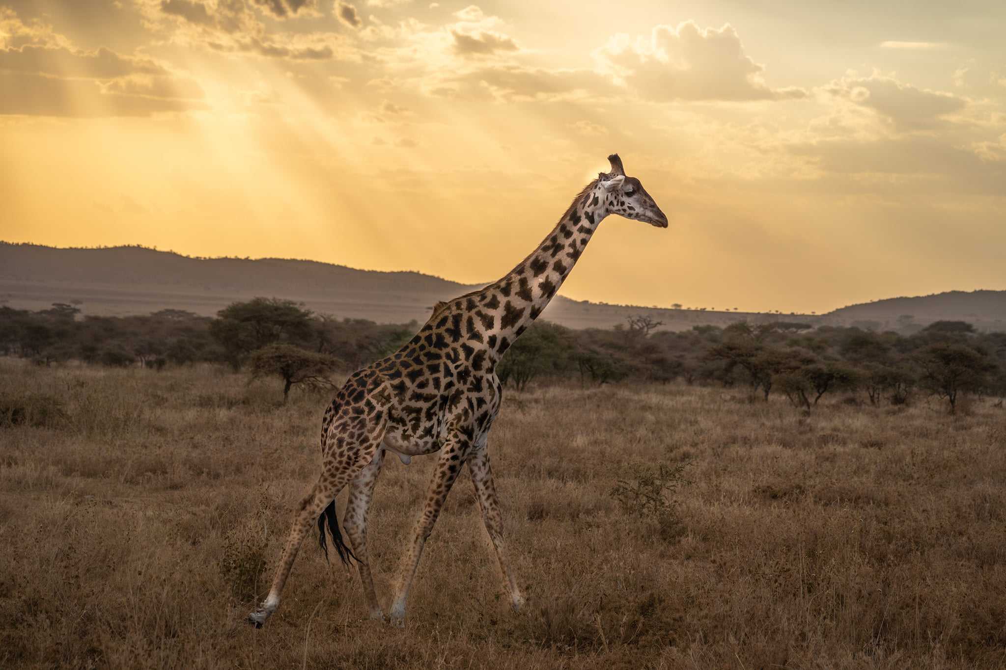 Rothschild giraffes in Akagera national park