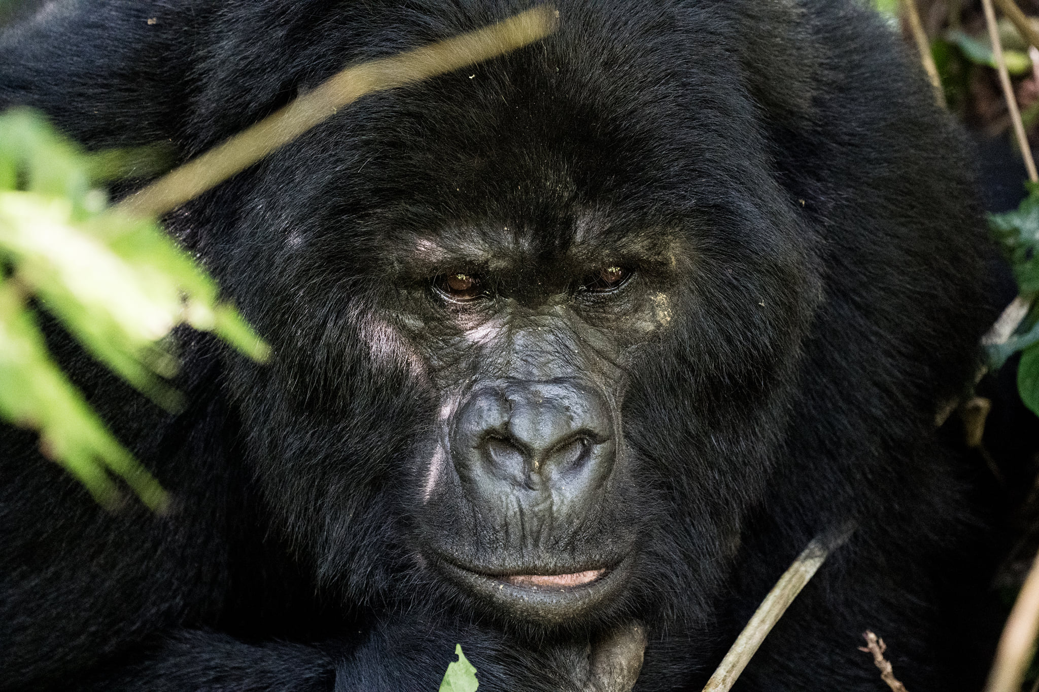 Sabyinyo gorilla family