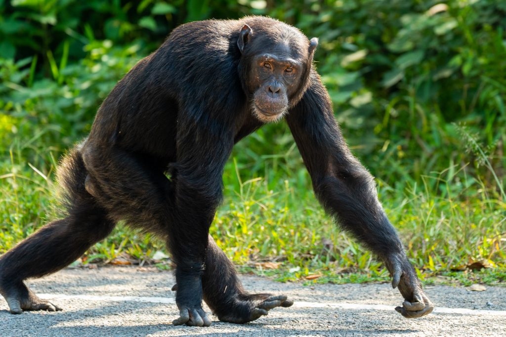 Primate Trekking Safaris in Rwanda