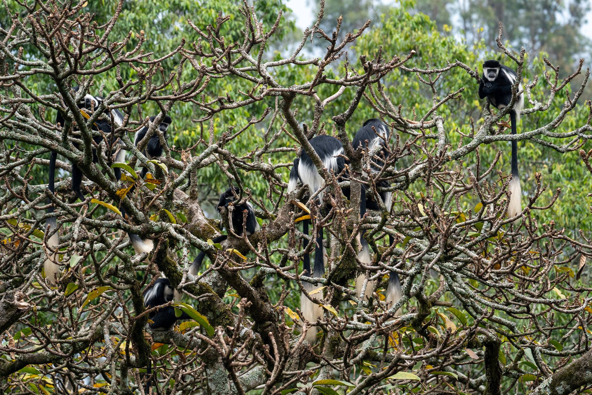 Wildlife In Nyungwe Forest National Park