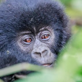 6 days Congo primate safari