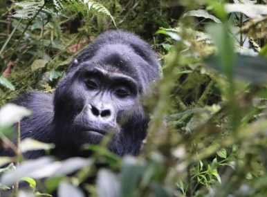 Uganda gorilla safari packages from Kigali, 2 days Bwindi Gorilla Trekking from Kigali