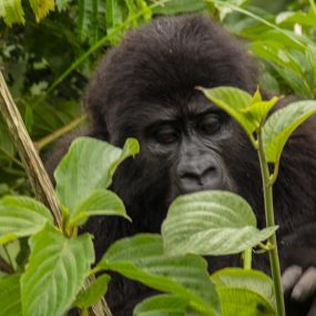 3 days Congo gorilla safari from Kigali