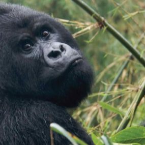 3 days eastern lowland gorilla trekking safari from Kigali