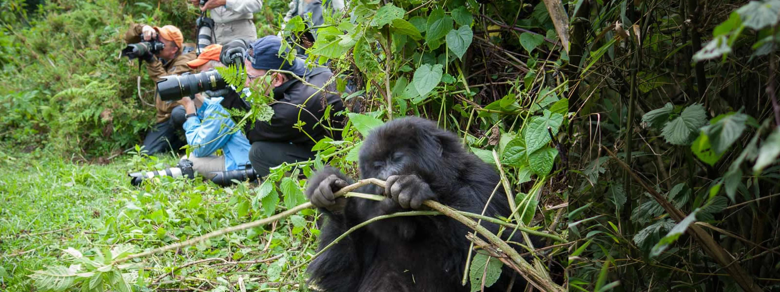 Rwanda Gorilla Trekking Safari Experience